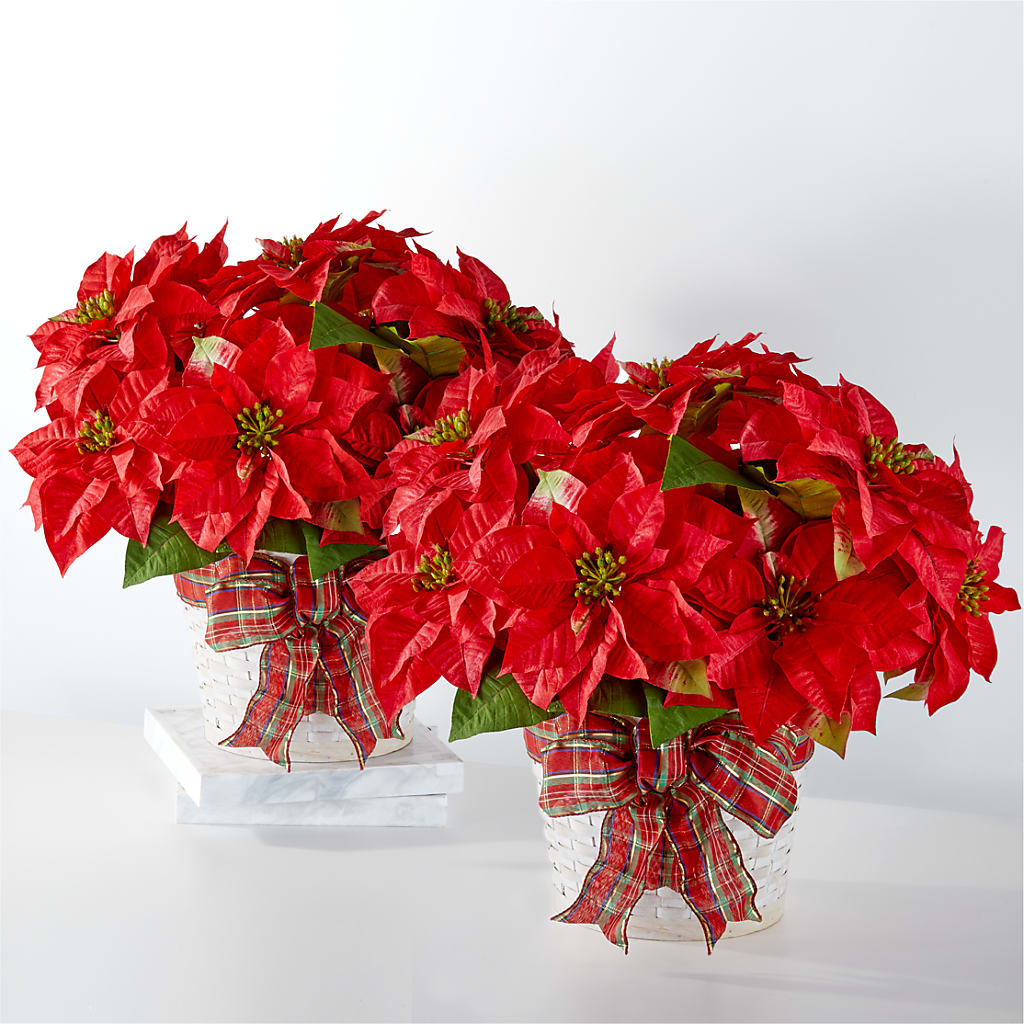 Happiest Holidays Poinsettia Bundle – Royalty Flowers, Alexandria VA