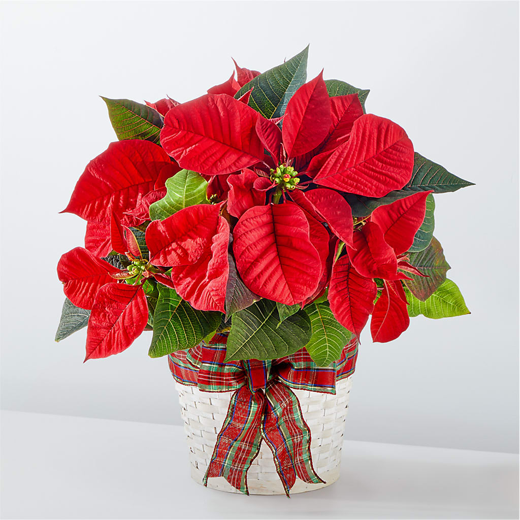 Happiest Holidays Poinsettia – Royalty Flowers, Alexandria VA
