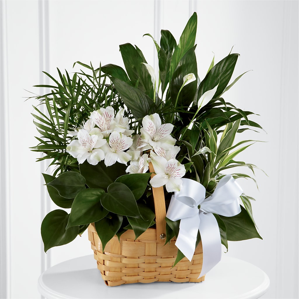 Peace & Serenity Dishgarden – Royalty Flowers, Alexandria VA
