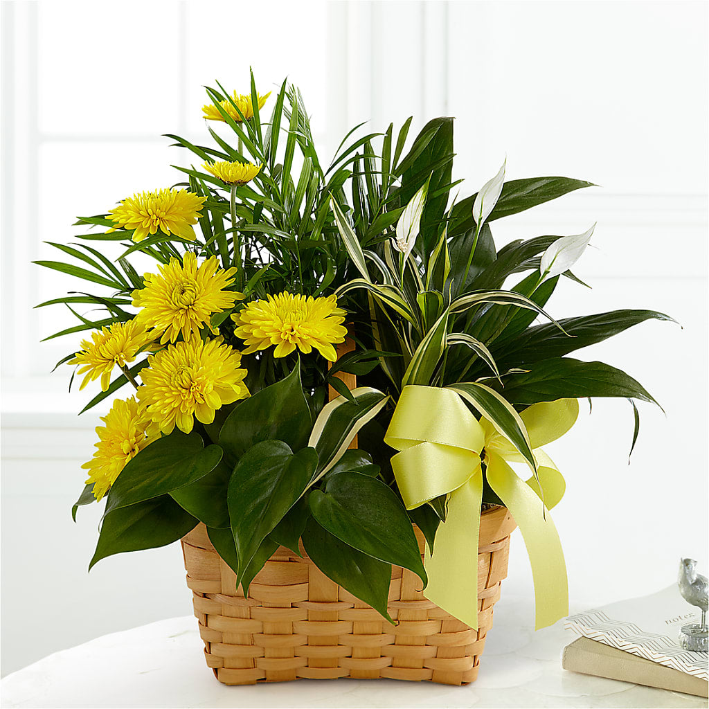 Loving Light Dishgarden – Royalty Flowers, Alexandria VA