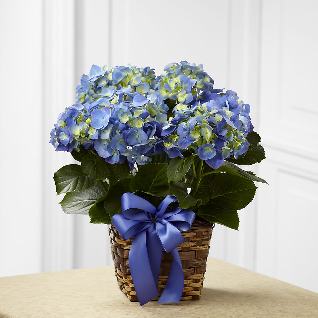 Blue Hydrangea Planter – Royalty Flowers, Alexandria VA