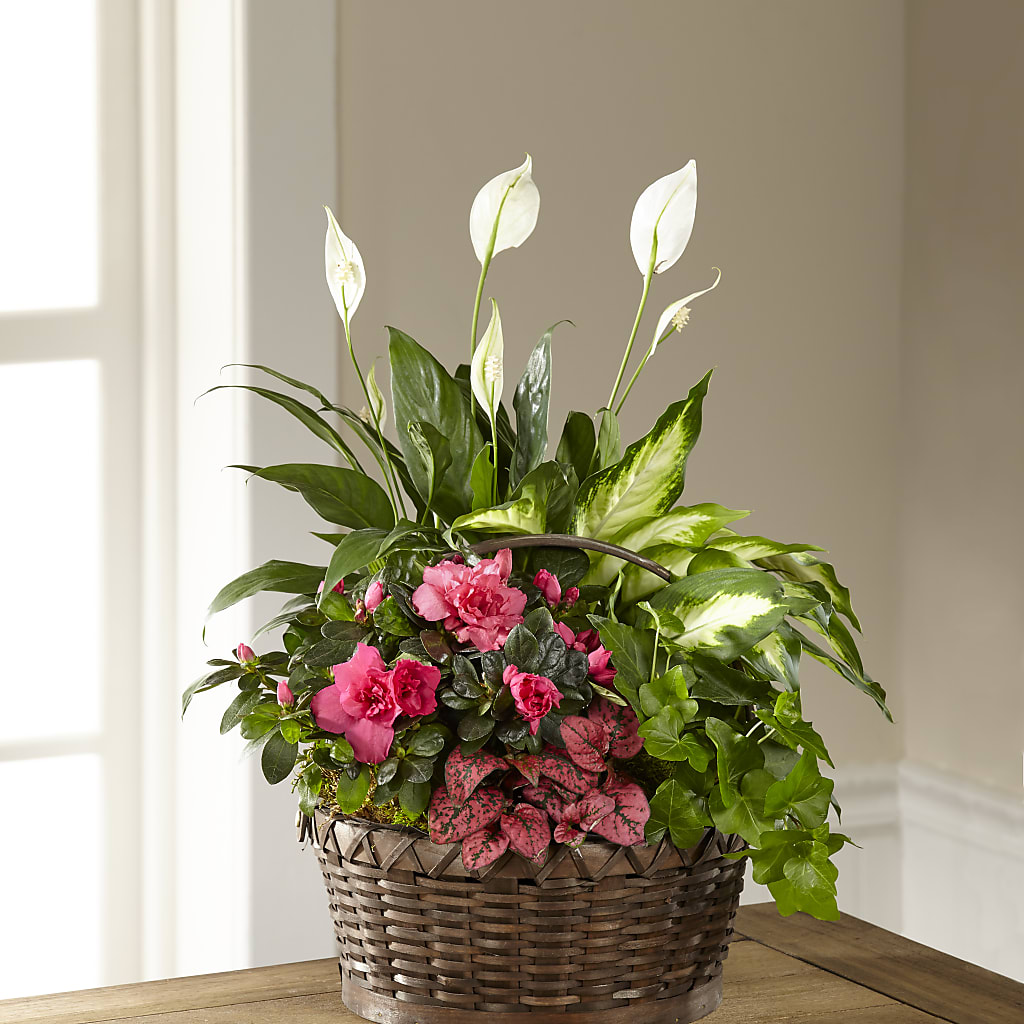 Dream in Pink Dishgarden – Royalty Flowers, Alexandria VA