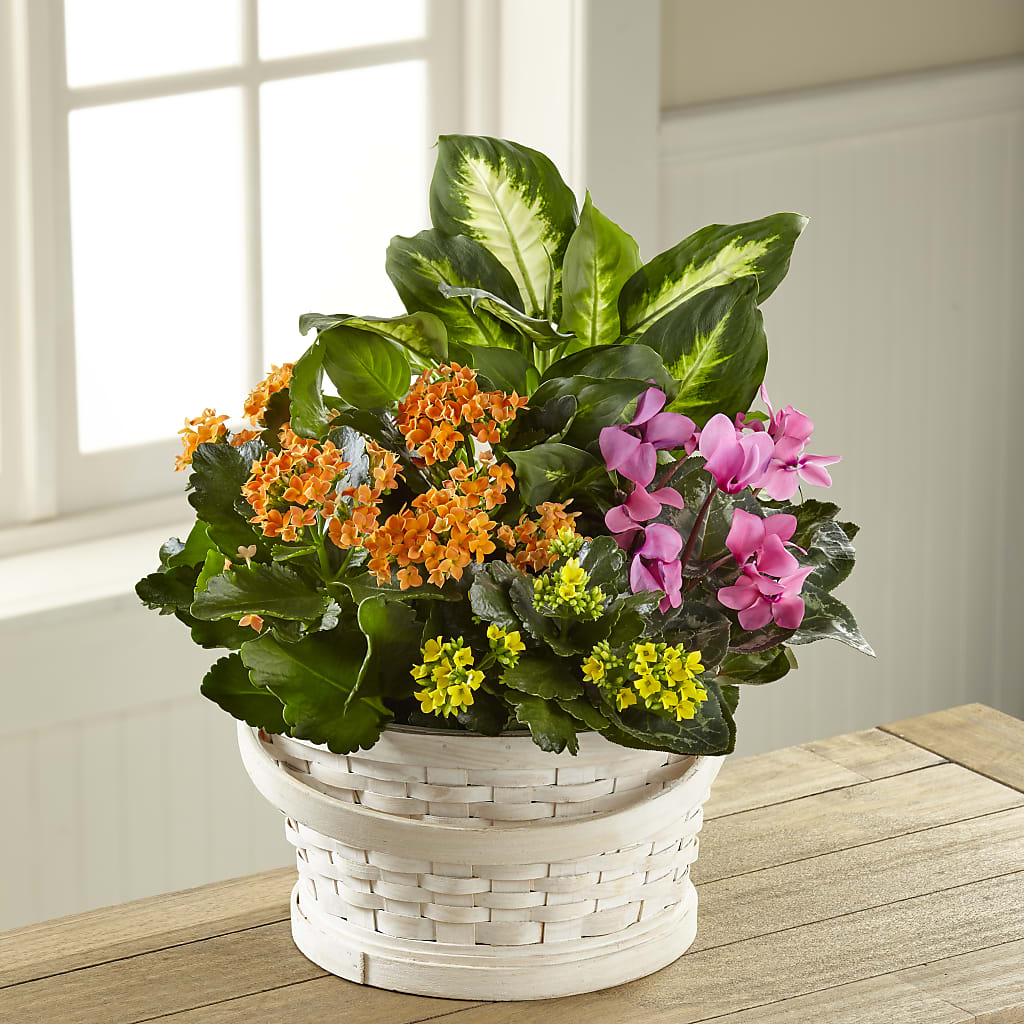 Color Crush Dishgarden – Royalty Flowers, Alexandria VA