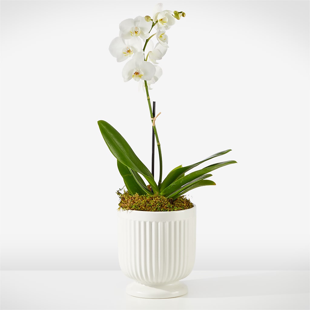Whispering White Orchid – Royalty Flowers, Alexandria VA