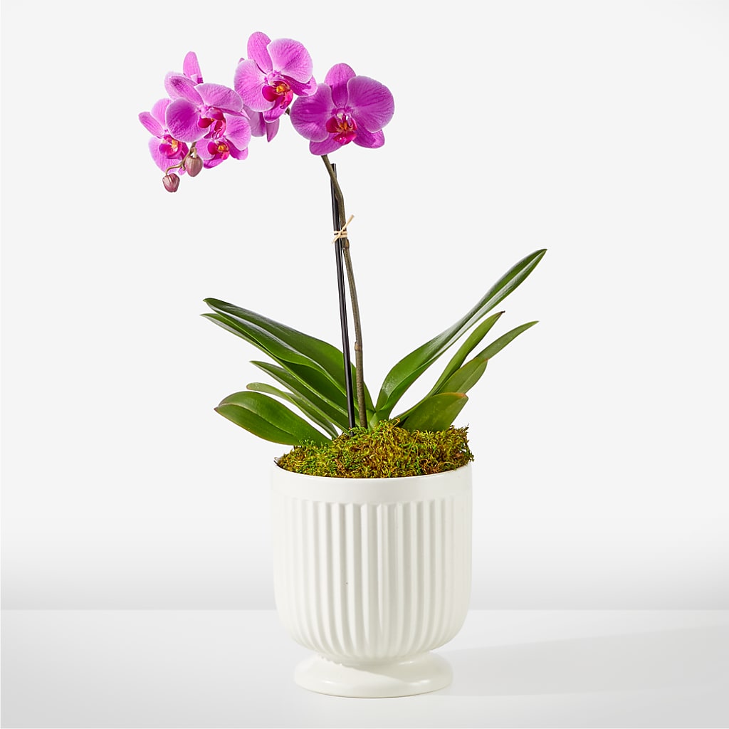 Friendly Fuchsia Orchid – Royalty Flowers, Alexandria VA