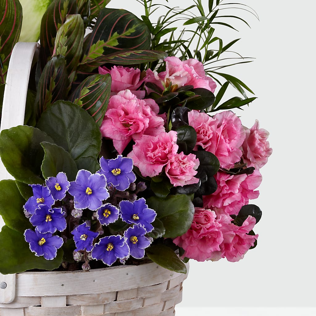 Peaceful Garden Planter – Royalty Flowers, Alexandria VA