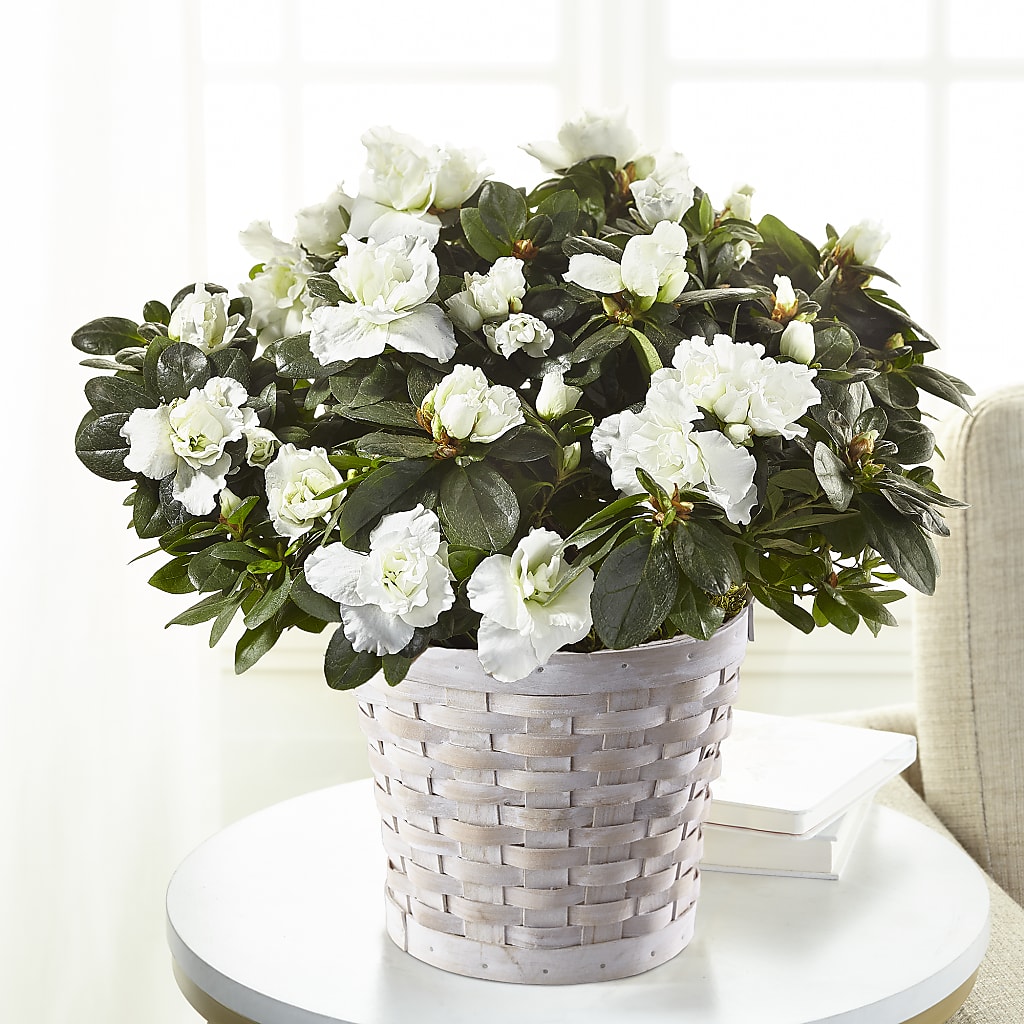 White Azalea Plant – Royalty Flowers, Alexandria VA