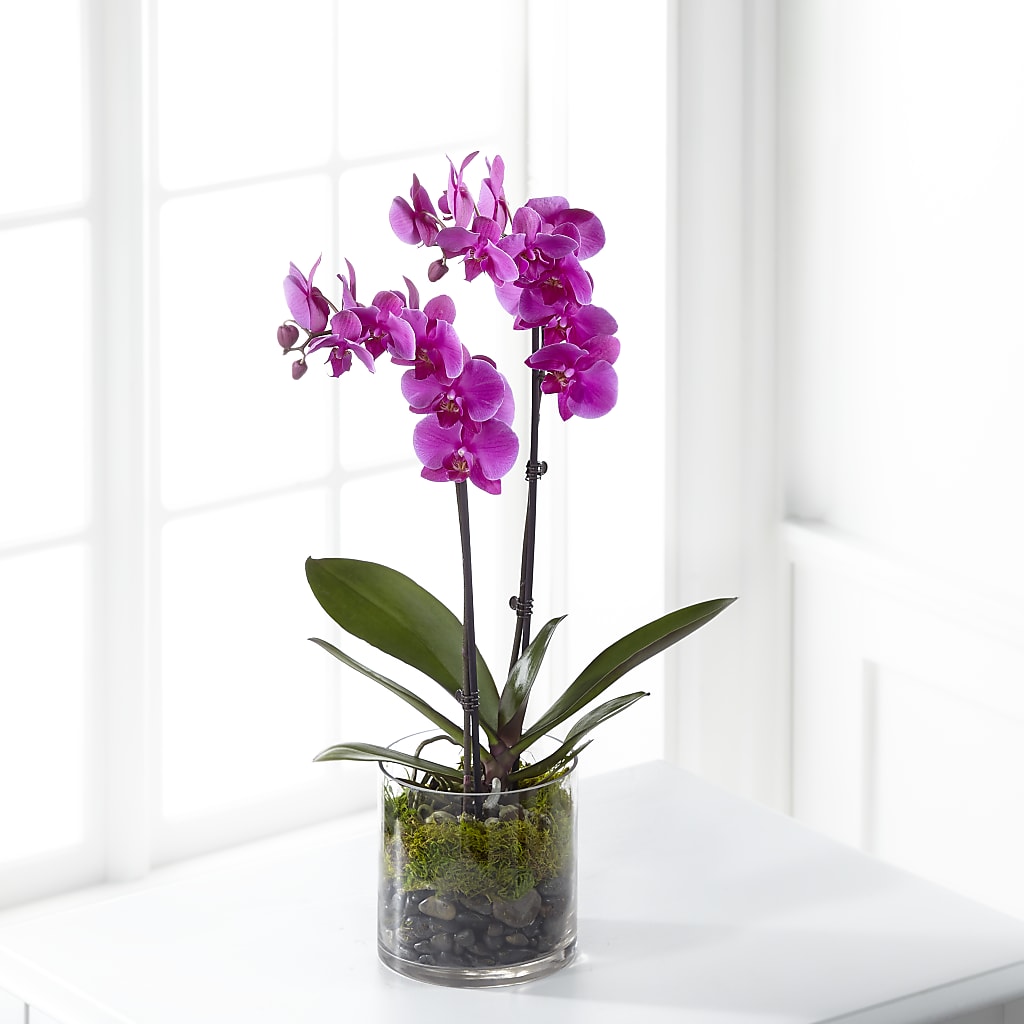 Pink Orchid Plant – Royalty Flowers, Alexandria VA
