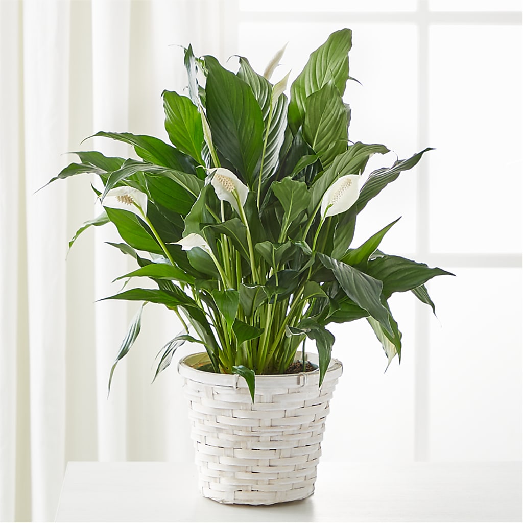 A New Leaf Peace Lily – Royalty Flowers, Alexandria VA