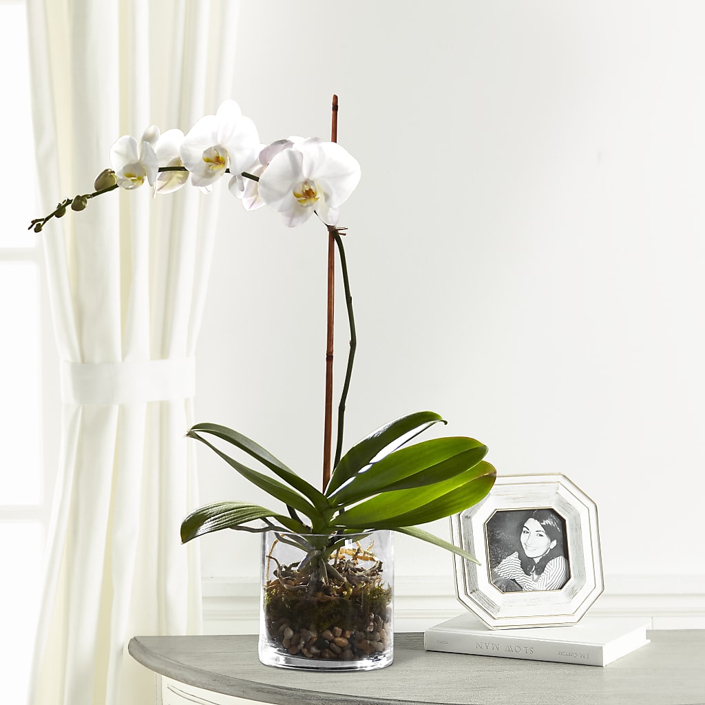 White Orchid Planter – Royalty Flowers, Alexandria VA