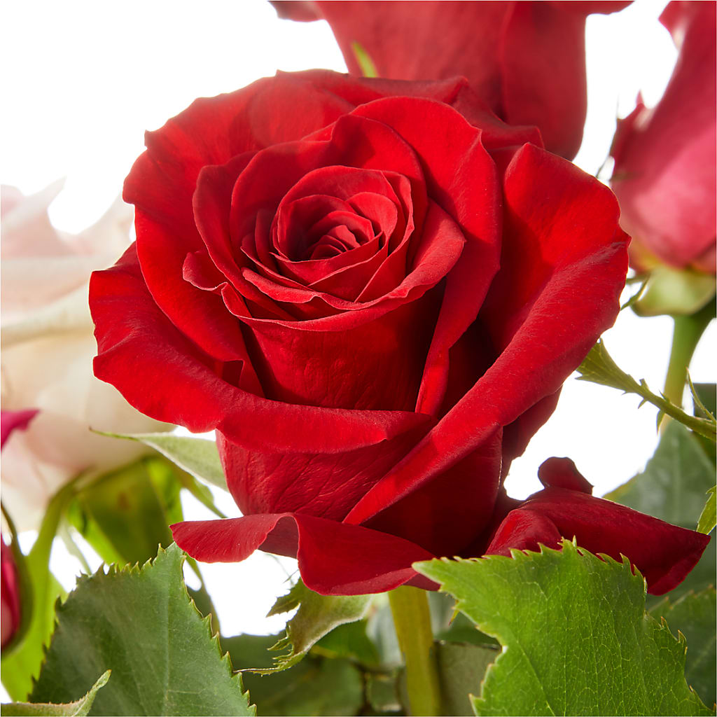 Love Notes Rose Bouquet – Royalty Flowers, Alexandria VA
