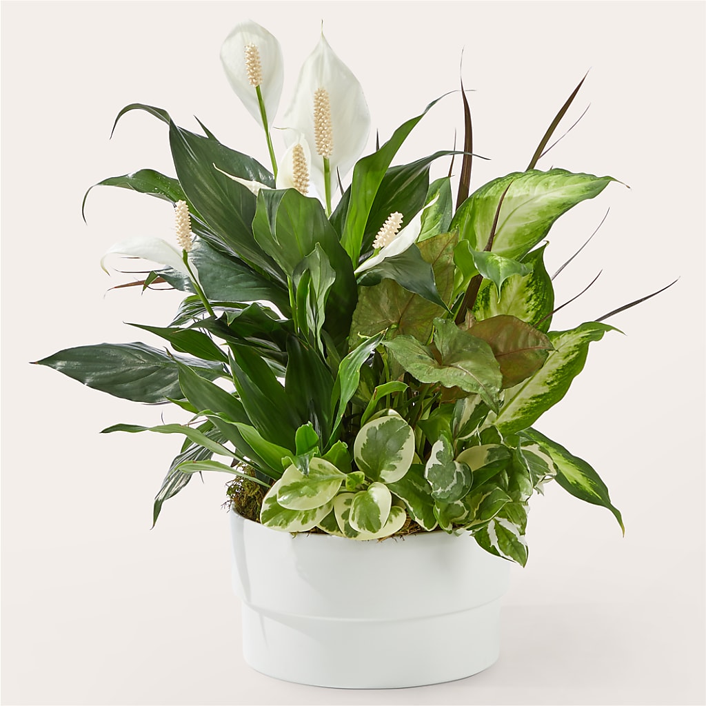 Radiating Positivity Dishgarden – Royalty Flowers, Alexandria VA