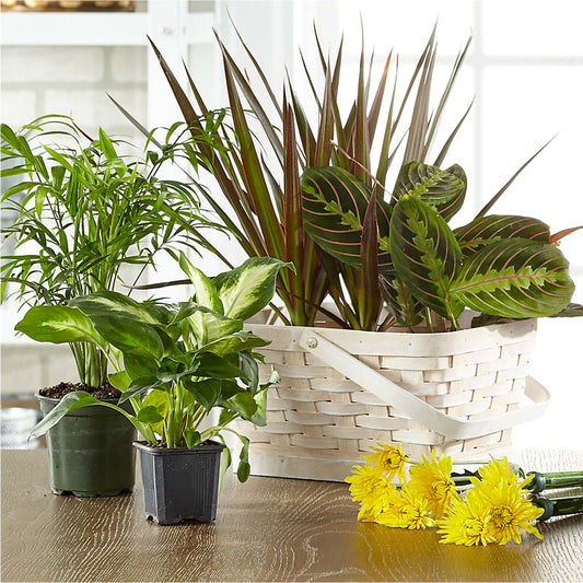 Florist Designed Blooming and Green Plants in a Basket –  Royalty Flowers, Alexandria VA