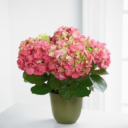 Pink Hydrangea Planter –  Royalty Flowers, Alexandria VA