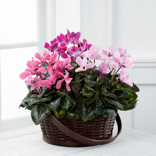 Mixed Cyclamen Planter