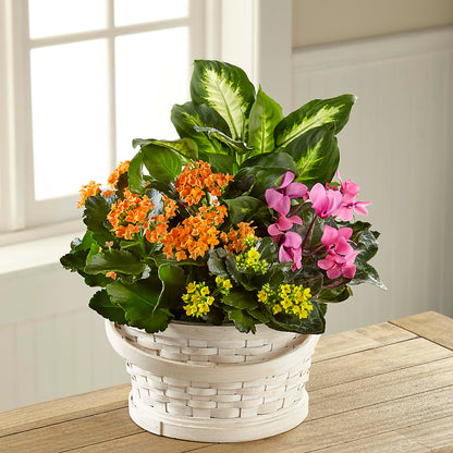 Color Crush Dishgarden –  Royalty Flowers, Alexandria VA