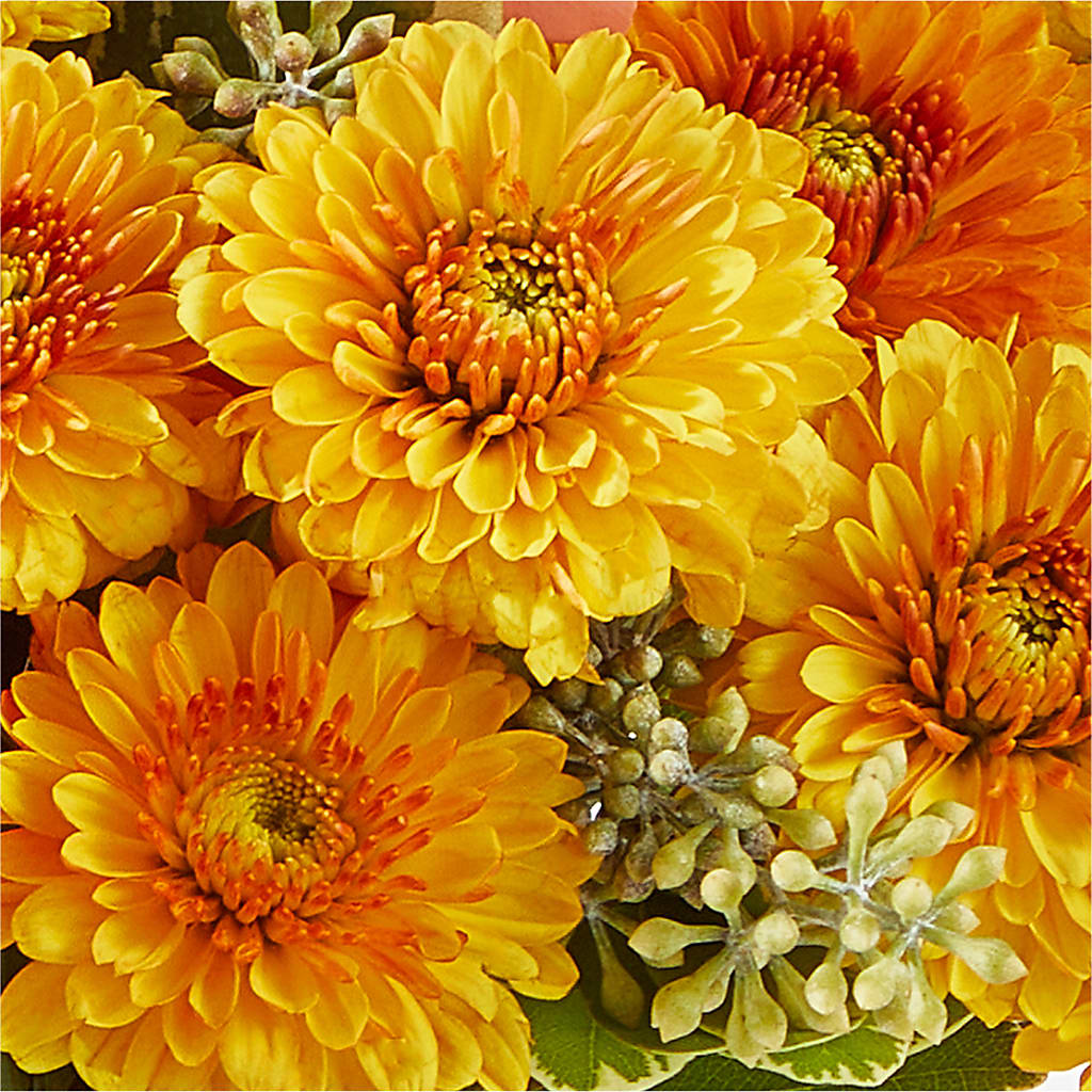 Peachy Pumpkin –  Royalty Flowers, Alexandria VA