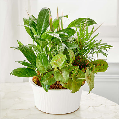 Balance & Harmony Dishgarden –  Royalty Flowers, Alexandria VA
