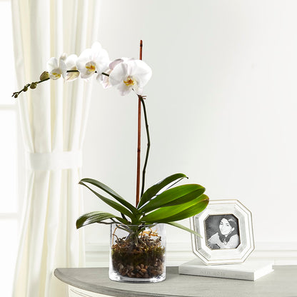 White Orchid Planter –  Royalty Flowers, Alexandria VA